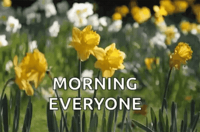 A Bunch Of Yellow Flowers In A Field With The Words `` Morning Everyone '' Written On The Bottom . GIF