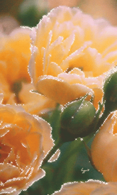 A Bunch Of Yellow Flowers With A Green Bud In The Middle GIF