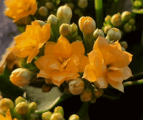 A Bunch Of Yellow Flowers With Green Buds On A Plant GIF