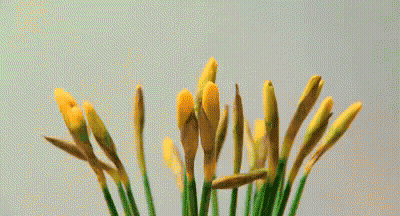 A Bunch Of Yellow Flowers With Green Stems On A Table GIF