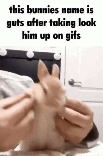 A Bunnies Name Is Guts After Taking Look Him Up On A Gif