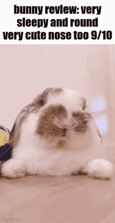 A Bunny Review : Very Sleepy And Round Very Cute Nose Too 9 10 GIF