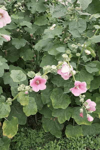 A Bush With Pink Flowers And Green Leaves Growing GIF