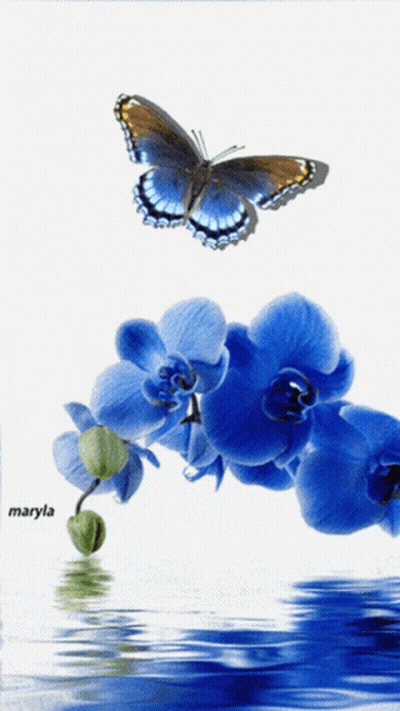 A Butterfly Is Flying Over A Bunch Of Blue Flowers By Maryla GIF