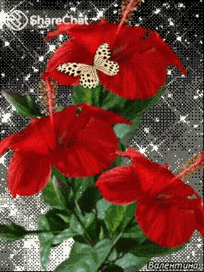 A Butterfly Is Flying Over A Bunch Of Red Flowers On A Sharechat Page GIF