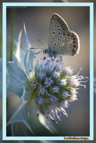 A Butterfly Is Perched On A Flower With The Year 2007 On The Bottom Right GIF