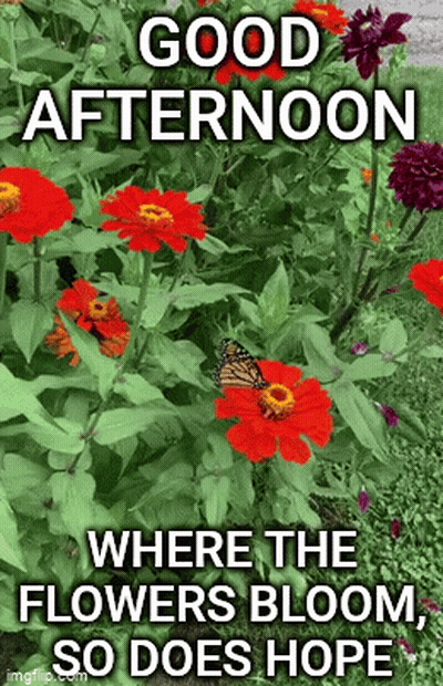 A Butterfly Is Perched On A Red Flower In A Garden With A Good Afternoon Message . GIF