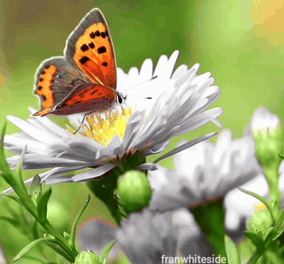 A Butterfly Is Perched On A White Flower With The Words Franwhiteside Written Below It GIF