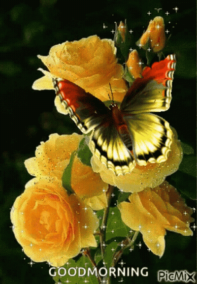 A Butterfly Is Sitting On A Bunch Of Yellow Roses With The Caption Good Morning GIF