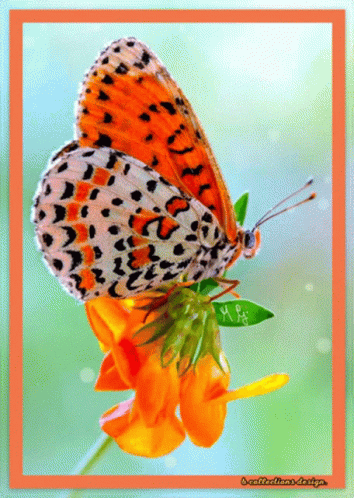 A Butterfly Is Sitting On A Flower With A Watermark That Says M & S GIF