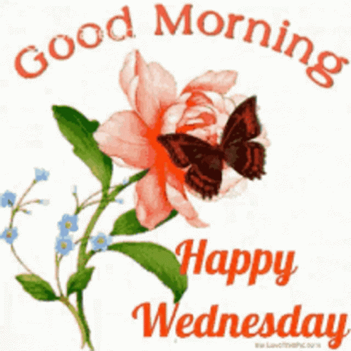 A Butterfly Is Sitting On A Flower With The Words " Good Morning Happy Wednesday " GIF