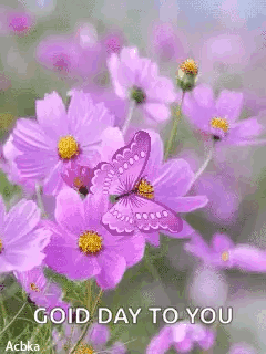 A Butterfly Is Sitting On A Purple Flower With The Words `` Good Day To You '' Written On It . GIF