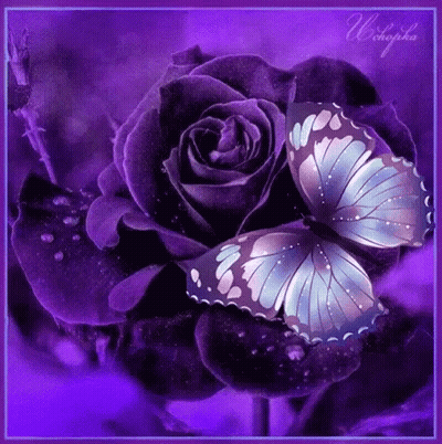 A Butterfly Is Sitting On A Purple Rose GIF