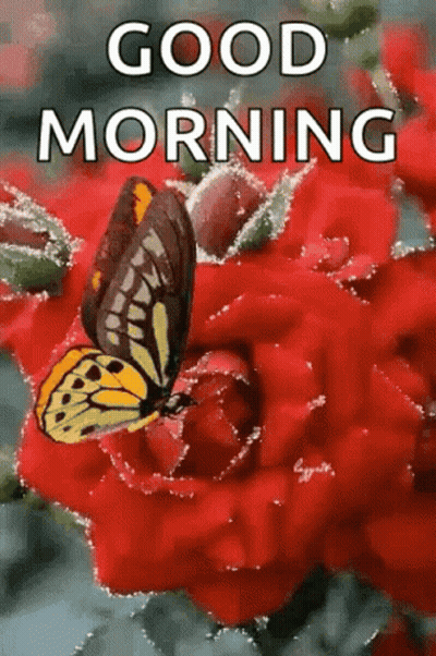 A Butterfly Is Sitting On A Red Rose With The Words `` Good Morning '' Written Above It . GIF