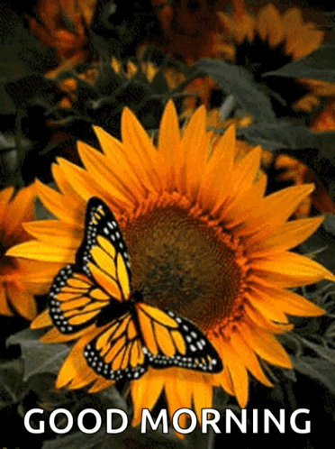 A Butterfly Is Sitting On A Sunflower With The Words Good Morning Written Below It GIF