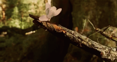 A Butterfly Is Sitting On A Tree Branch With A Bug On It . GIF