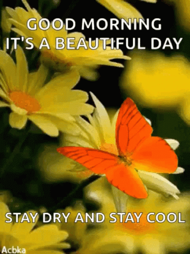 A Butterfly Is Sitting On A Yellow Flower With A Message That Says Good Morning It 'S A Beautiful Day Stay Dry And Stay  GIF