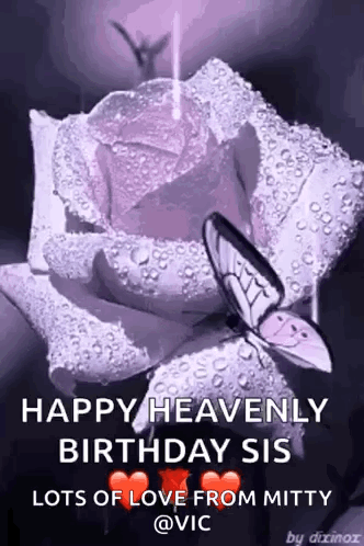 A Butterfly Is Sitting On Top Of A Purple Rose With Water Drops On It . GIF
