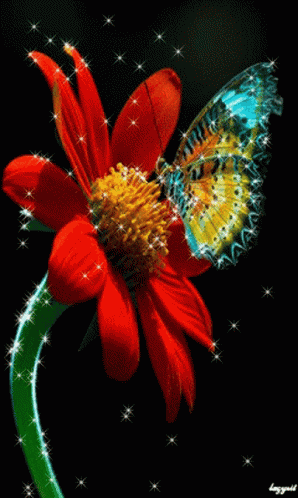 A Butterfly Is Sitting On Top Of A Red Flower With A Green Stem GIF
