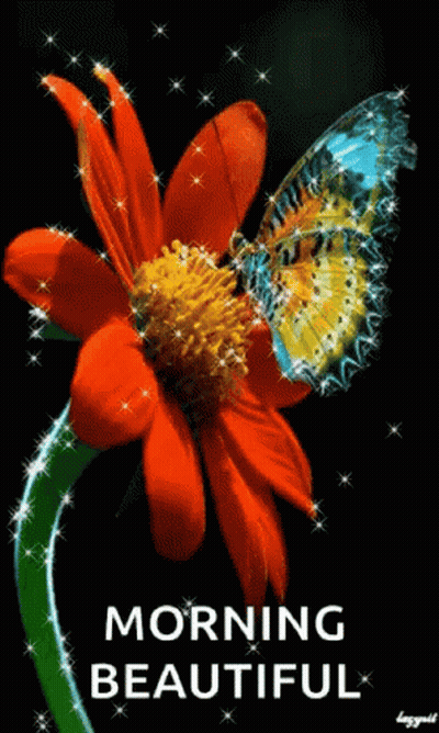 A Butterfly Is Sitting On Top Of A Red Flower With The Words Morning Beautiful Below It . GIF