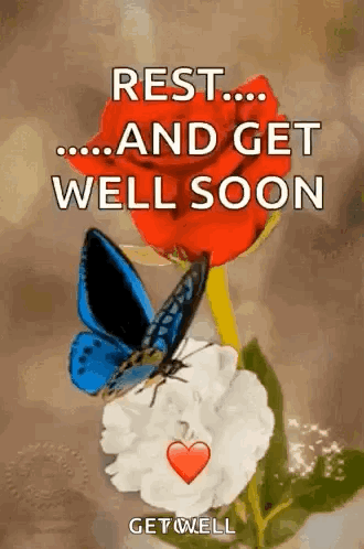 A Butterfly Is Sitting On Top Of A Red Rose With The Words `` Rest ... And Get Well Soon '' . GIF