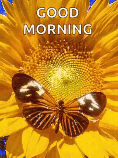 A Butterfly Is Sitting On Top Of A Sunflower With The Words `` Good Morning '' Written Below It . GIF