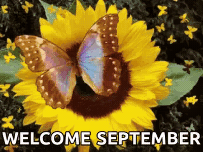 A Butterfly Is Sitting On Top Of A Sunflower With The Words `` Welcome September '' Below It . GIF