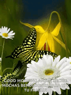A Butterfly Is Sitting On Top Of A White Flower With The Words " Good Morning Amiga Recibe Muchas Bendiciones Para Ti Y  GIF