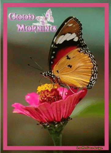 A Butterfly Sits On A Pink Flower With The Words Good Morning Written On It GIF