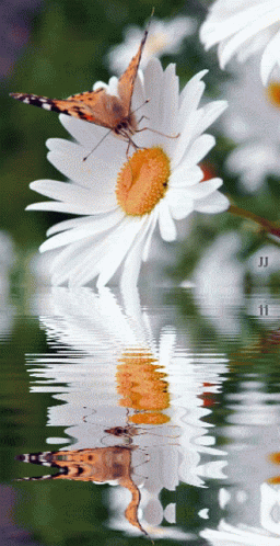 A Butterfly Sits On Top Of A White Daisy With A Reflection In The Water GIF