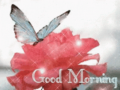 A Butterfly Sitting On Top Of A Pink Flower With The Words Good Morning GIF