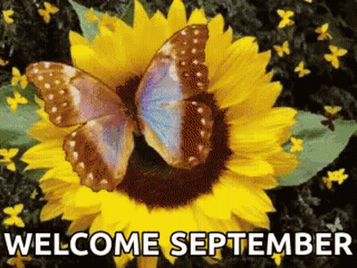 A Butterfly Sitting On Top Of A Sunflower With The Words Welcome September GIF