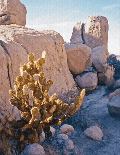A Cactus Is Growing In The Middle Of A Rocky Desert GIF