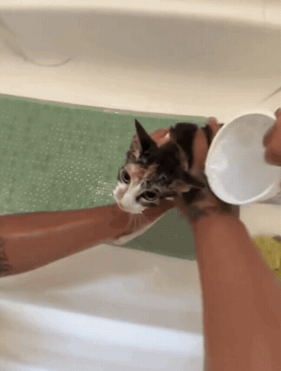 A Calico Cat Is Being Bathed In A Bathtub By A Person GIF