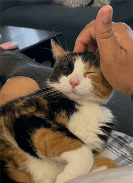 A Calico Cat Is Being Petted By A Person 'S Finger GIF