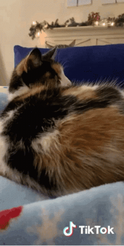 A Calico Cat Is Laying On A Bed With A Tiktok Logo On The Bottom GIF