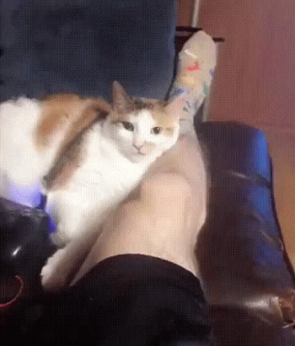 A Calico Cat Is Laying On A Person 'S Shoulder GIF