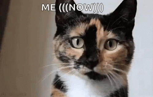 A Calico Cat Is Looking At The Camera With The Words `` Me ( Now ) '' Written Above It . GIF
