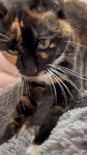 A Calico Cat Laying On A Blanket With A Person Holding It GIF
