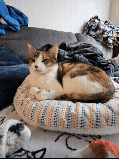 A Calico Cat Laying On A Striped Pillow On A Bed GIF
