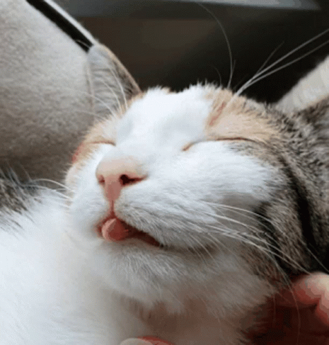 A Calico Cat With Its Eyes Closed And Its Tongue Out GIF