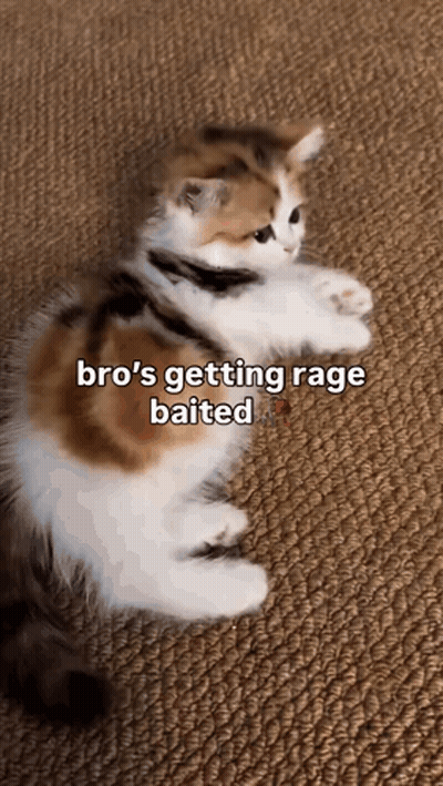A Calico Kitten Is Laying On The Floor With A Caption That Says `` Bro 'S Getting Rage Baited '' GIF