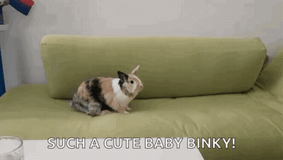 A Calico Rabbit Is Sitting On A Green Couch With The Words Such A Cute Baby Binky GIF