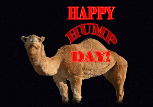 A Camel Is Standing In Front Of A Black Background With The Words Happy Hump Day GIF