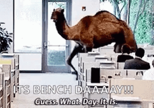 A Camel Is Standing On A Desk In A Room With People Sitting At Desks . GIF