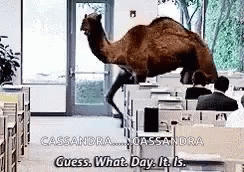 A Camel Is Walking Through An Office And Says Guess What Day It Is . GIF