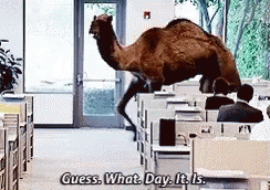 A Camel Is Walking Through An Office With The Words Guess What Day It Is GIF