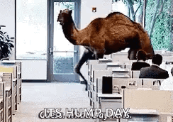 A Camel Is Walking Through An Office With The Words Hump Day Written On It . GIF