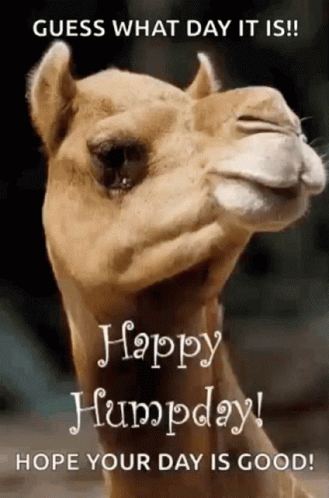 A Camel With A Happy Humpday Message On It . GIF