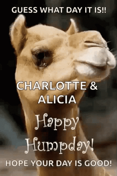 A Camel With The Words Guess What Day It Is Charlotte & Alicia Happy Humpday GIF